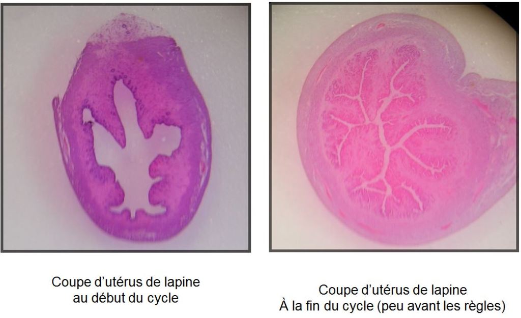 uterus lapine