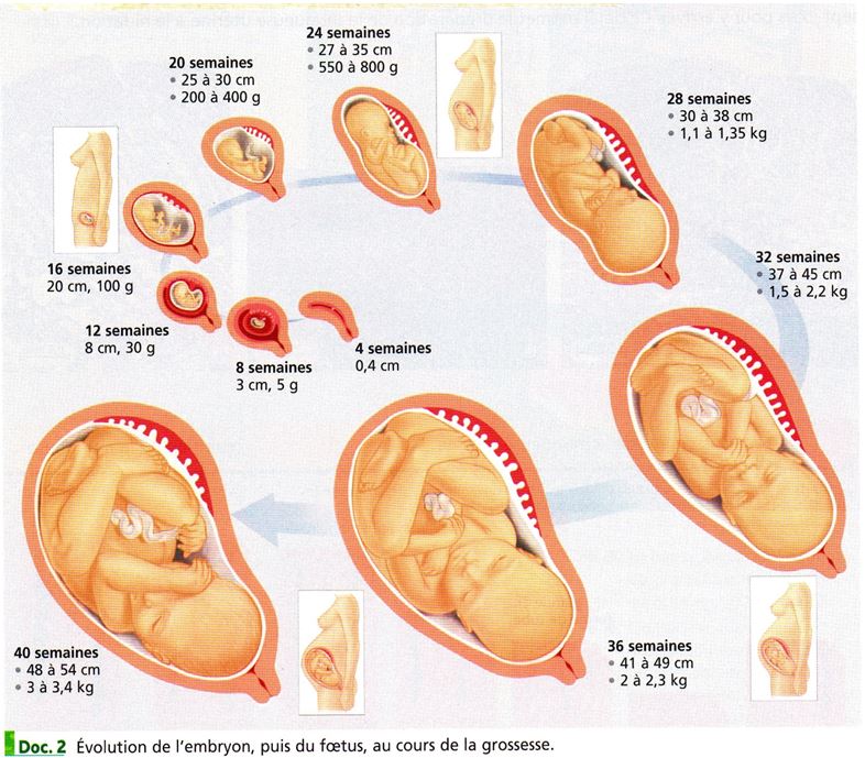 évolution embryon foetus