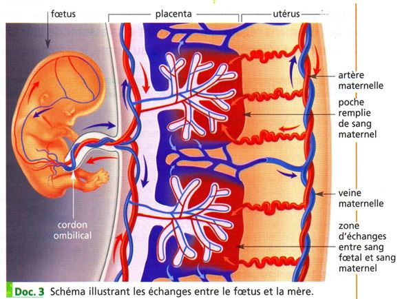 cordon + placenta schéma