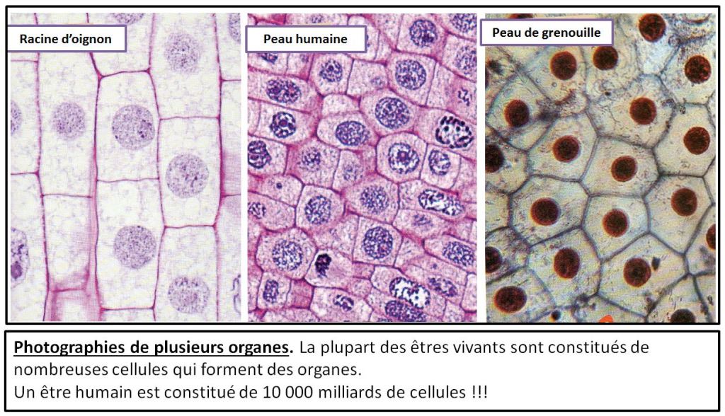 cellules organes
