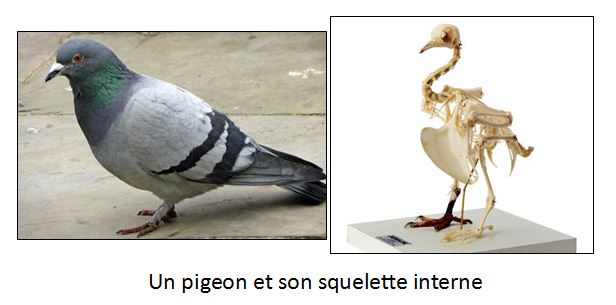 Pigeon et squelette